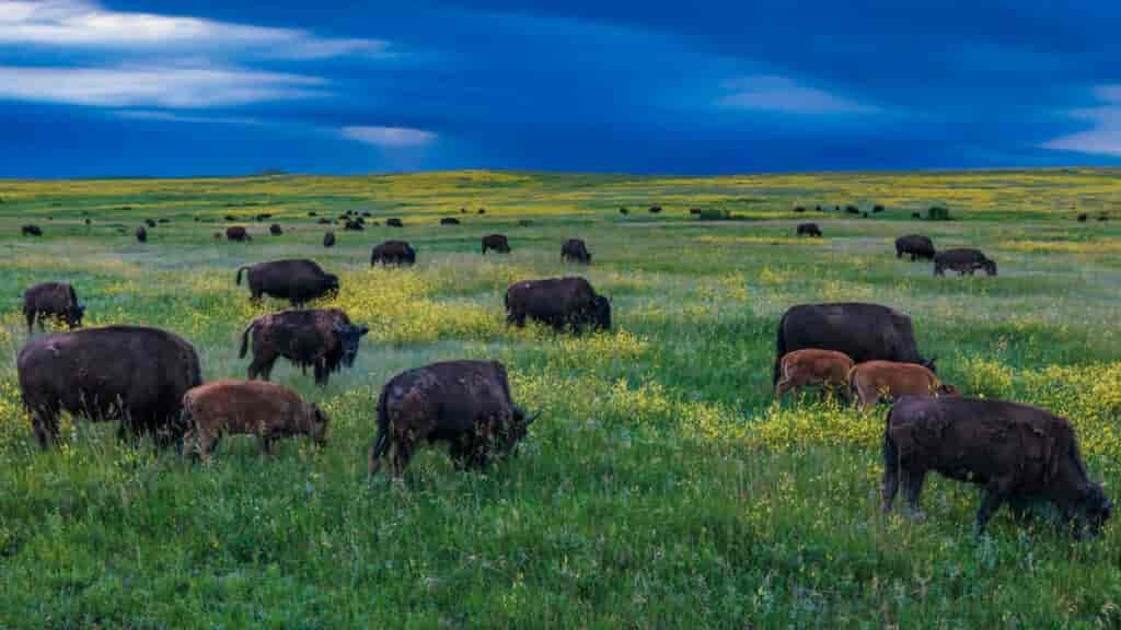 We were transported back in time ... complete with a herd of buffalo!