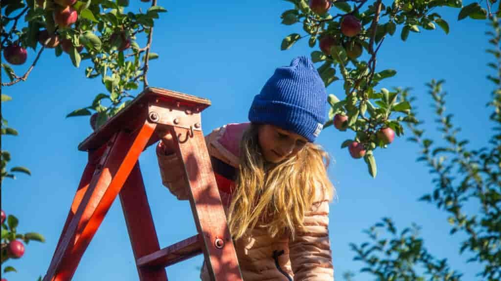 Parker right at home with the apples. Apple picking is one of our family favorite activities in Quebec Canada