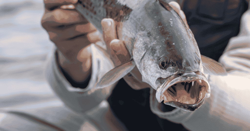 Pamlico Sound sea trout