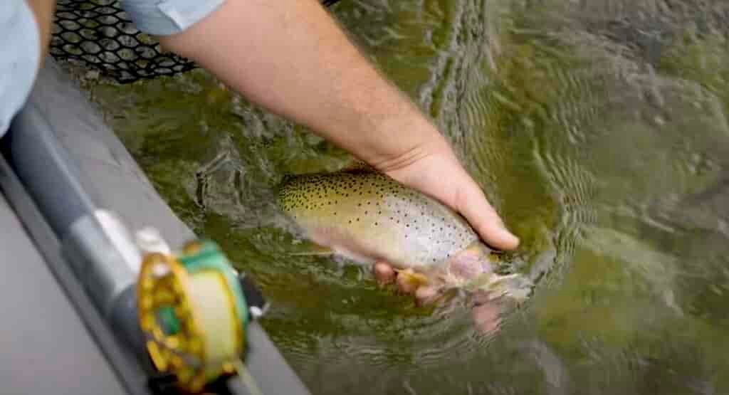 releasing cutthroat trout
